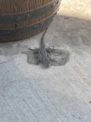 Sceloporus occidentalis