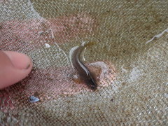 Parablennius laticlavius