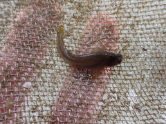 Parablennius laticlavius