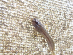 Parablennius laticlavius