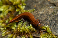 Desmognathus aeneus