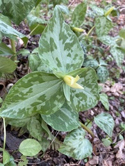 Trillium luteum