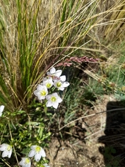 Gentianella multicaulis