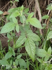 Cleome rutidosperma