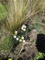 Gentianella multicaulis