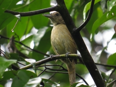 Thamnophilus murinus