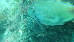 Cochleoceps bicolor