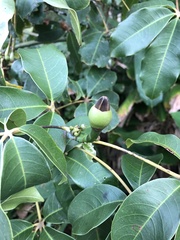 Pseudobombax grandiflorum