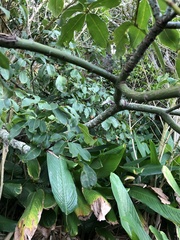 Pseudobombax grandiflorum