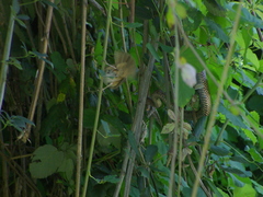 Troglodytes aedon chilensis