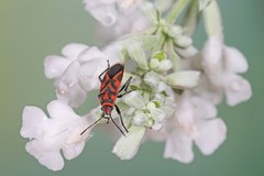 Graptostethus varipictus