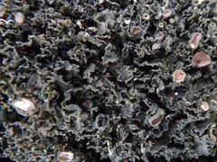 Lathagrium cristatum