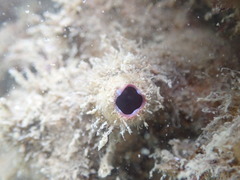 Cnemidocarpa nisiotis