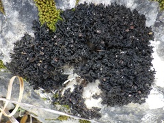 Lathagrium cristatum