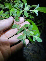 Pimelea altior