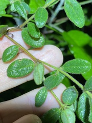Pimelea altior