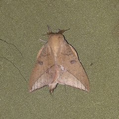 Adeloneivaia subangulata