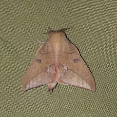 Adeloneivaia subangulata