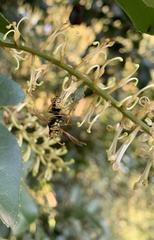 Brontocoris nigrolimbatus