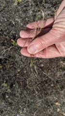 Deschampsia danthonioides