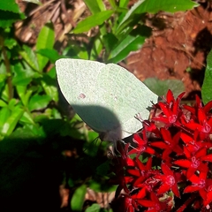 Phoebis neocypris neocypris
