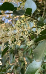 Brontocoris nigrolimbatus