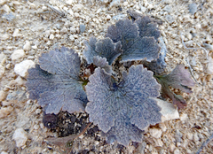Ranunculus paucifolius