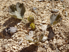 Ranunculus paucifolius
