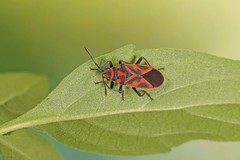 Graptostethus varipictus