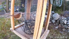 Thryothorus ludovicianus