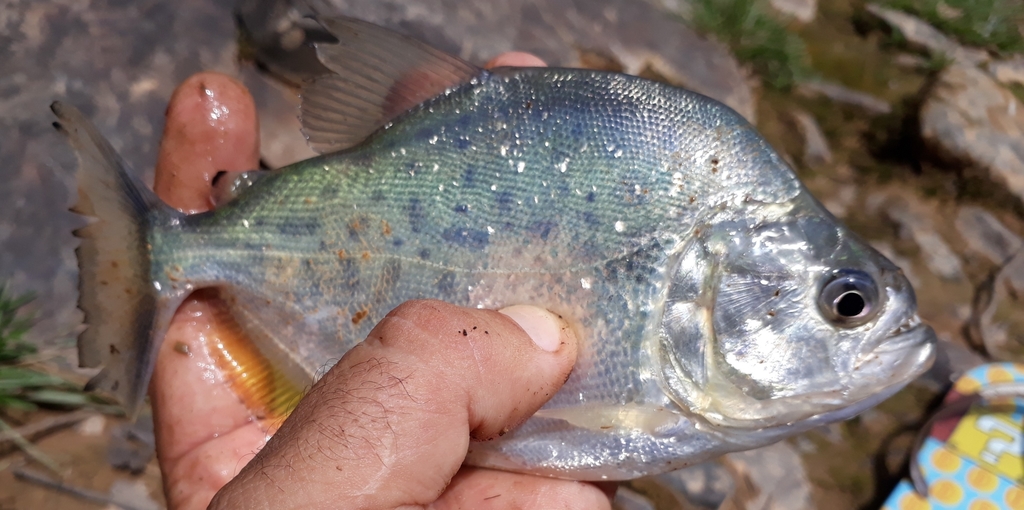 White Piranha