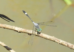Micrathyria longifasciata