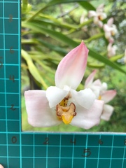 Maxillaria huebschii