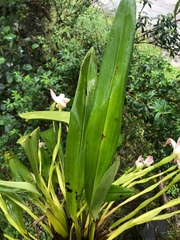 Maxillaria huebschii