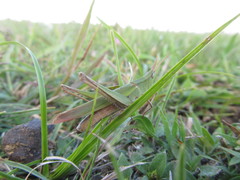 Allotruxalis gracilis