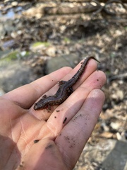 Desmognathus perlapsus