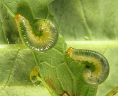 Pristiphora thalictri