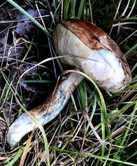 Leccinum variicolor