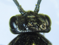 Pristiphora thalictri