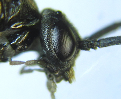 Pristiphora thalictri