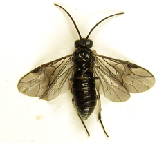 Pristiphora thalictri