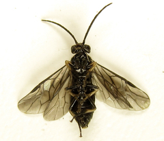 Pristiphora thalictri