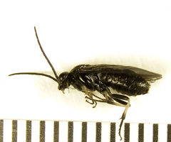 Pristiphora thalictri