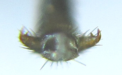 Pristiphora thalictri