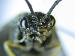 Pristiphora thalictri