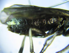 Pristiphora thalictri