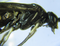 Pristiphora thalictri