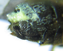 Pristiphora thalictri