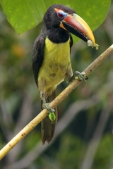 Pteroglossus viridis