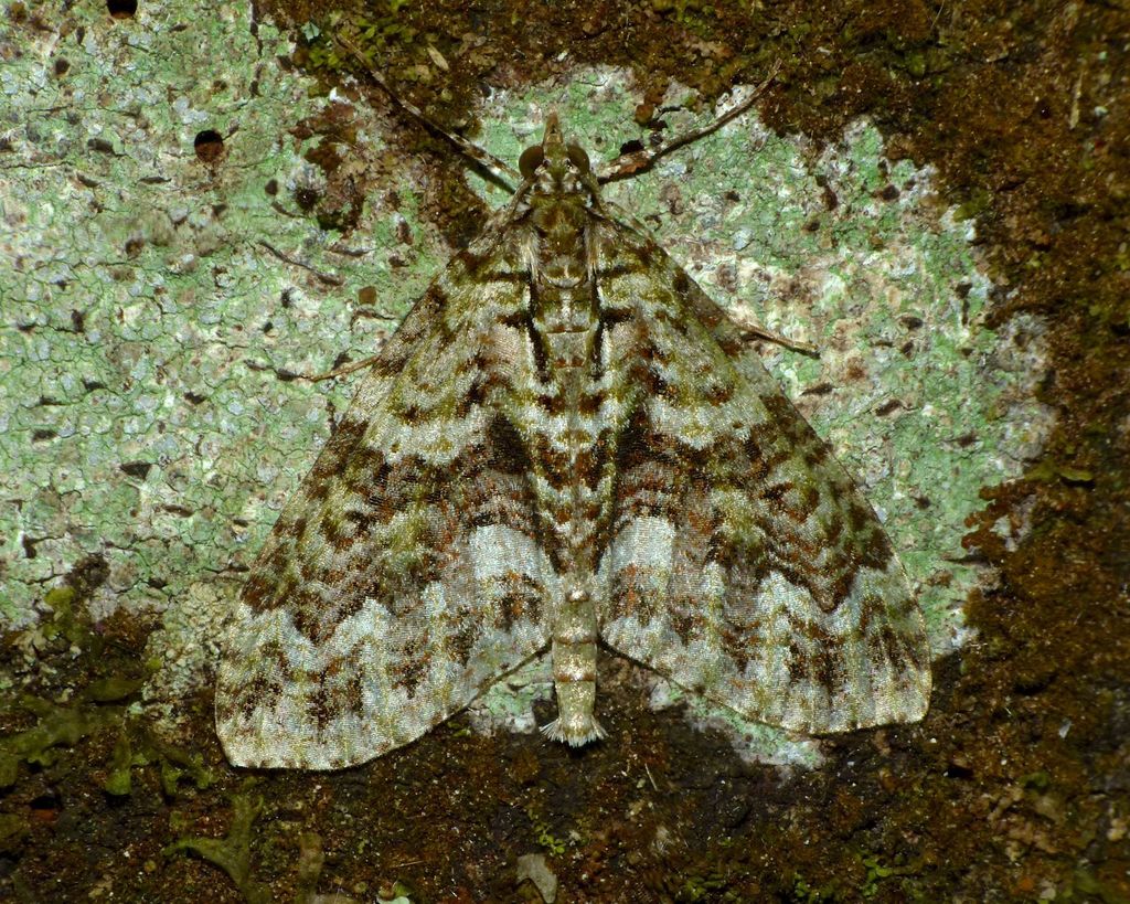 Tatosoma agrionata